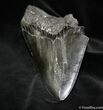 Massive Inch Megalodon Tooth #1028-2